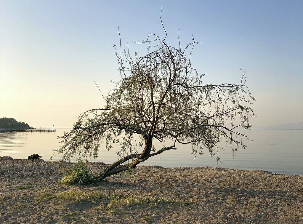 باليكير عاصمة ولايات ميكرونيسيا المتحدة - يعنى 