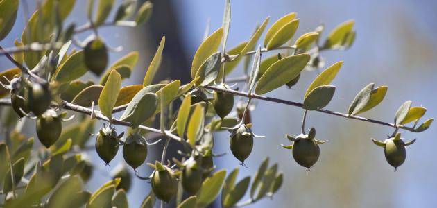 ما هو الذهب الأخضر - يعنى 
