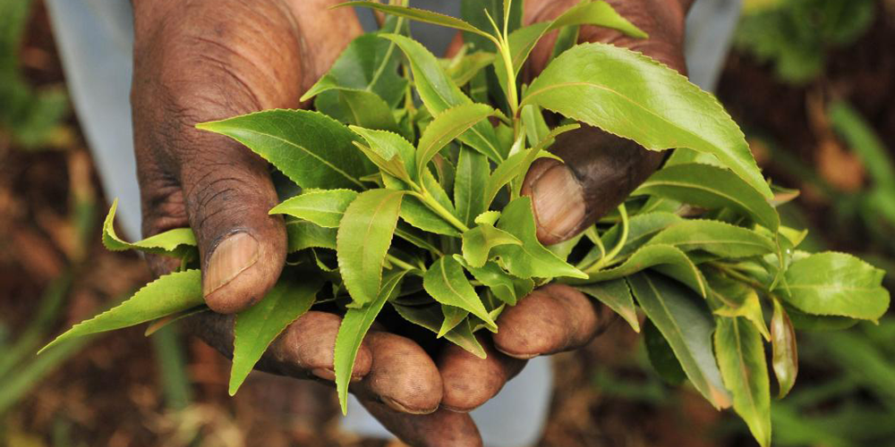 ما هو القات - يعنى 