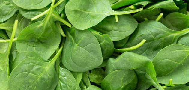 فوائد السبانخ - يعنى 