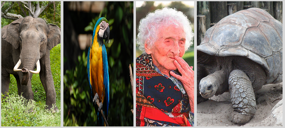 أكبر 10 حيوانات معمرة في الأرض - يعنى 