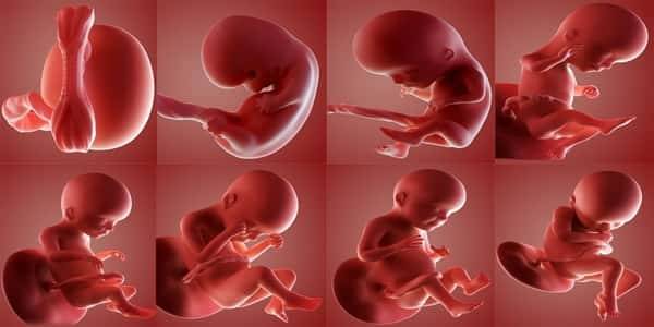 مراحل نمو الجنين - يعنى 