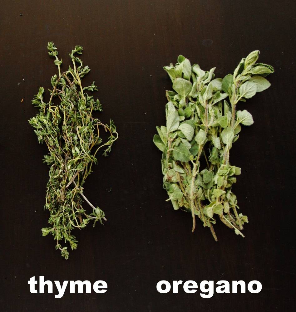الفرق بين الاوريجانو والزعتر - يعنى 