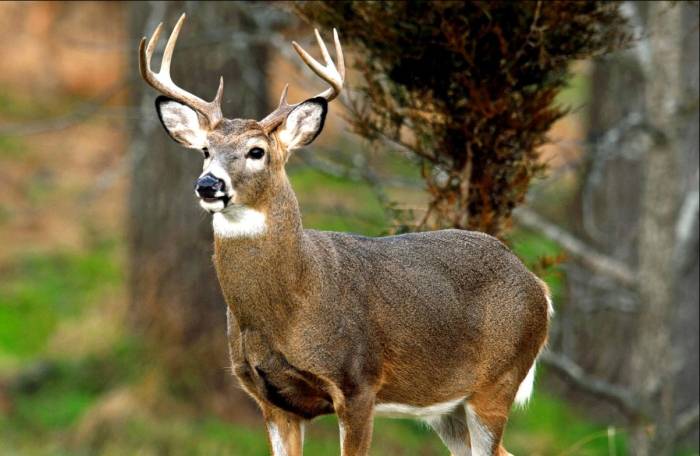 ما هو صوت الغزال - يعنى 